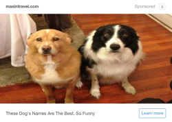 kbearluna:  the tumblr ads are getting smarter