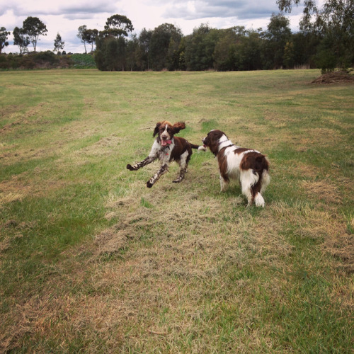 dogs-on-logs:PSA: There are TWO (2) kinds of ENGLISH SPRINGER SPANIELS1. The FLOPPY2. The FLUFFY