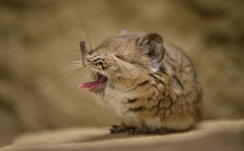 sasaq:  (via Teeny Little Sengis Debut At Chester Zoo - ZooBorns)