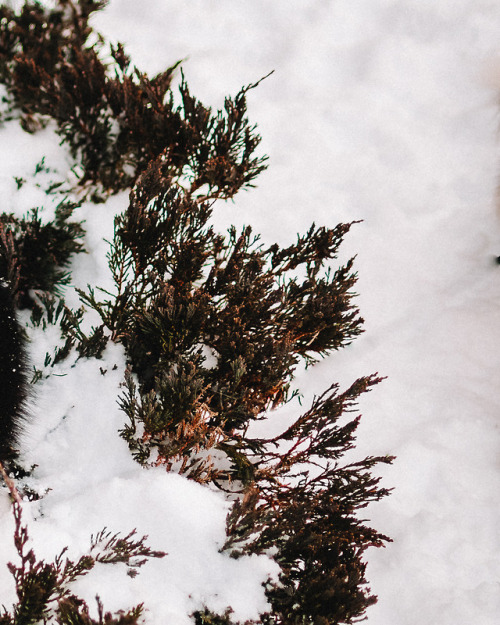 Chilling on a snow covered bush. You know.. as huskies do.