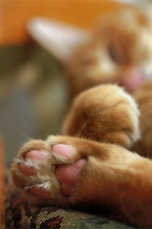 mischiefandmay:Tabby toes