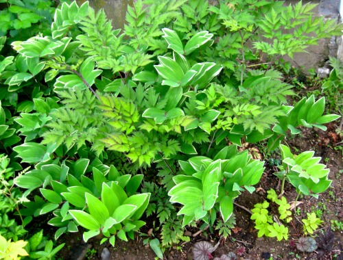 gramireus:geopsych:Not too tough this evening: name those plants.Bugbane and Solomon’s Seal, and aro