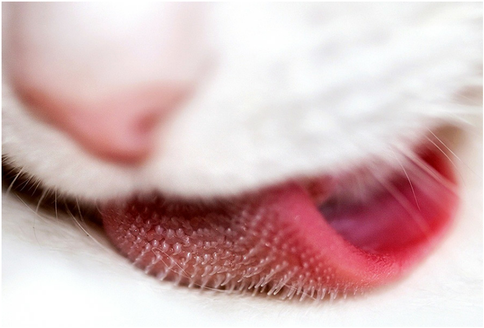 cute-overload:  Macro of a cat’s tonguehttp://cute-overload.tumblr.com