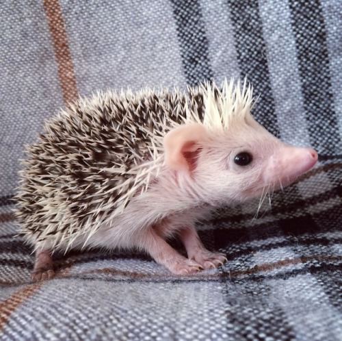 Little hoglet from @hedgiesmeetworld [facebook / instagram]