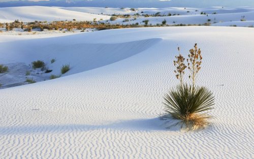 White SandsBlonde mice and white lizards blend into the background in a desert of milk-white dunes.S