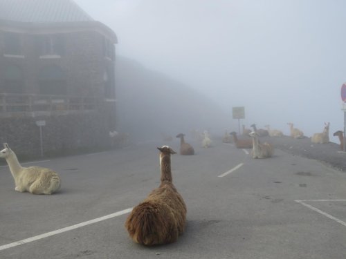 looksalittlesketchy:new-burg-crossing:viralthings:Tour de France delayed due to llamas sitting on ro