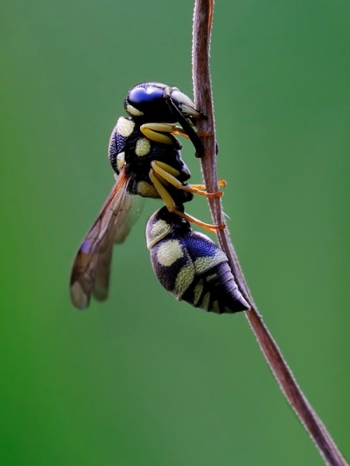 wapiti3: Insect Macro-photography by Bonali Giuseppe