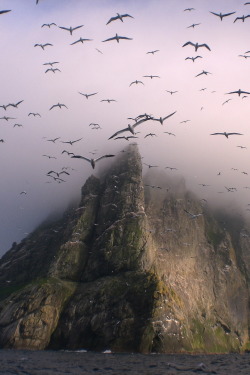 r2–d2:  Gannets above Boreray, St Kilda by