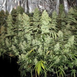 weedporndaily:Nice buds eating #powder_feeding  by @josegreenhouse