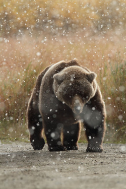 h4ilstorm:  Brown Bear in snow - Katmai National