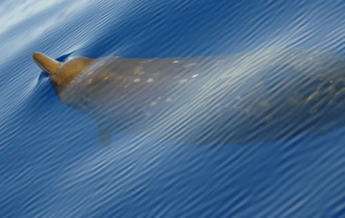 I Spy… A Whale’s EyeBeaked whales may not be as well known as some other whales even with their dolp