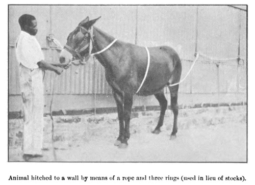 hippography:Animal hitched to a wall by means of a rope and three rings (used in lieu of stocks). Th