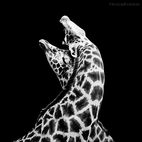 Giraffa - In Love by Nicolas Evariste