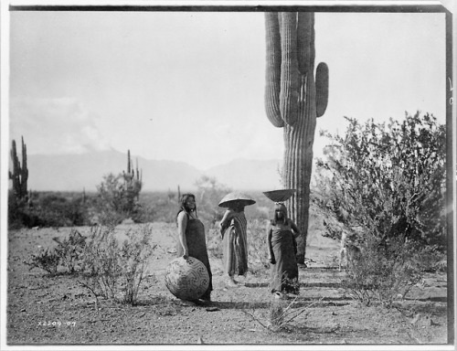 onceuponatown:Maricopa women harvesting “hasen”, the sweet, pear-sized fruit from the giant Saguaro 