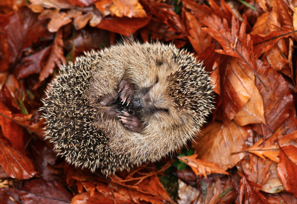 nubbsgalore:  nappin lil woodland buddies. photos by (click pic) miroslav hlavko,