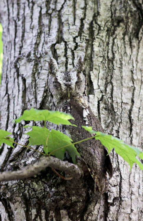 motivatedslacker:ainawgsd:Owls are masters of disguise, blending seamlessly into their surroundings.