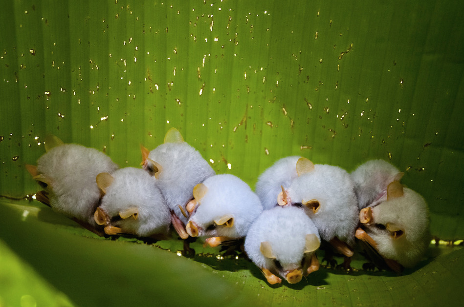 nubbsgalore:
“ honduran white tent bats roosting under a heliconia leaf, which they sever down the length of its midrib to create a ‘tent’ that provides a waterproof shelter and protection from potential predators.
”