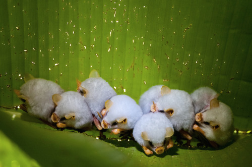 nubbsgalore:Honduran white tent bats roosting under a heliconia leaf, which they sever down the leng