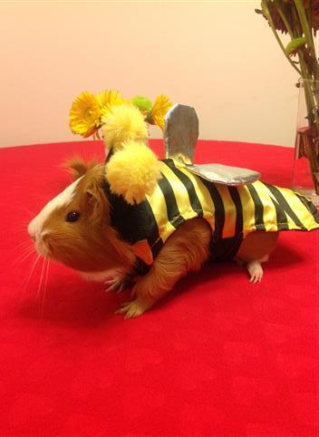 Bumble the Bumble Bee (via Hellobri)