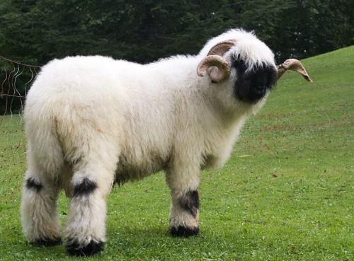 cool-critters:Valais Blacknose Sheep Those cute, curly demon sheeps are a breed of domestic sheep or