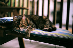 priveting:  Mean Cat by flossyflotsam on Flickr.Please check out my Vintage Cats blog &lt;3