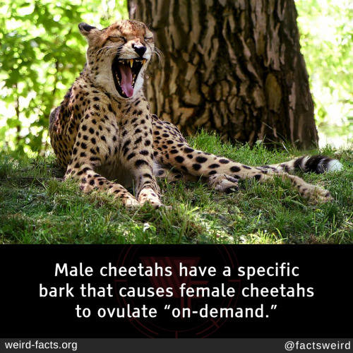 Male cheetahs have a specific bark that causes female cheetahs to ovulate “on-demand.”