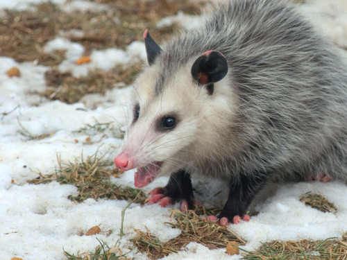 opossummypossum:  stopgivingthemthings:  All I want for Christmas is: dark grey eye shadow fingerless gloves a fluffy oversized grey sweater   