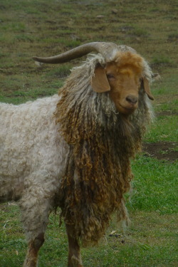 paisleywitch:  Lancelot’s haircut was interrupted by a downpour so now he’s Lancelion, the Glorious. 