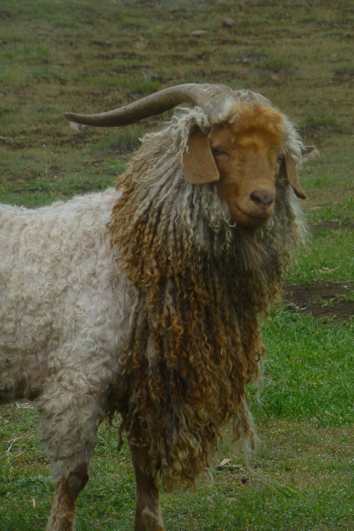 should-be-sleeping: paisleywitch: Lancelot’s haircut was interrupted by a downpour so now he&r