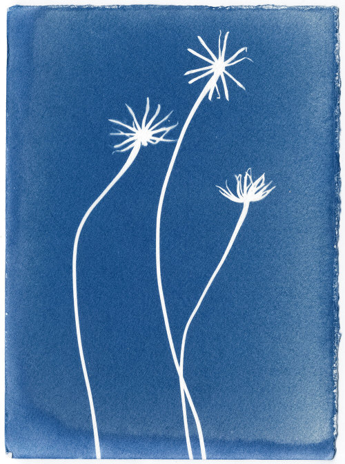 Elina Brotherus   (FL, 1972) Herbarium Pianense 19, 2019. Cyanotype photogram 19 x 14 cmSebaldiana. 