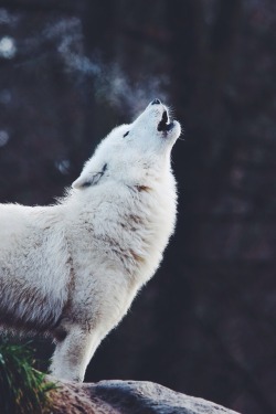 wolverxne:  the call by: { Hugo von Schreck }