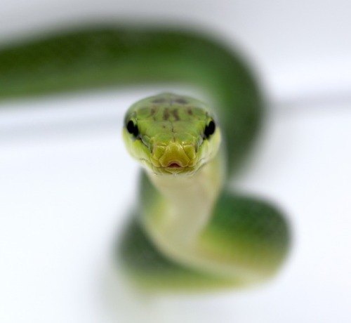 almightyshadowchan: Vega, 2015 Red-Tailed Green Ratsnake (Gonyosoma oxycephalum)