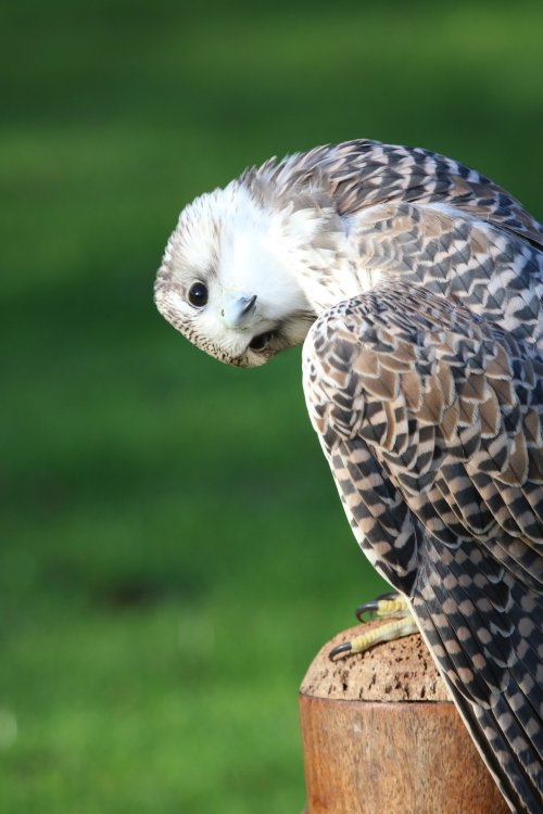 Kuli, a gyr/saker falcon hybrid, ICBP