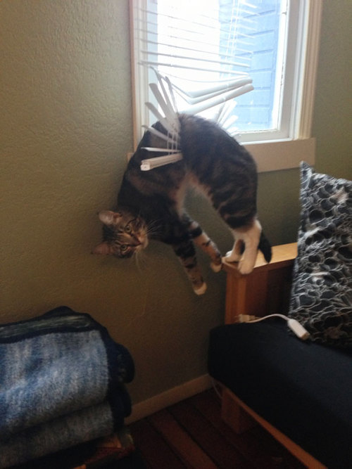 awesome-picz:    Cats Who Immediately Regretted Their Poor Life Choices. 