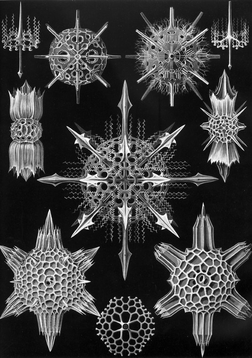 Ernst Haeckel, Kunstformen der Natur : Art Forms of Nature (Lithographic and Autotype prints), Published in sets of ten between 1899 and 1904.