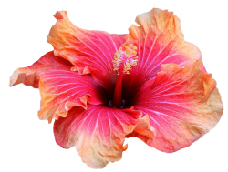 transparent-flowers:  Transparent Hibiscus.