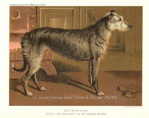 The Illustrated Book of the Dog by Vero Shaw. 1880. Chromolithograph. Cassell, Petter, Galpin Co., L