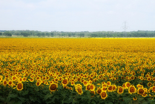 floralls: Sunflowers Ellis Co. TX  by  Ken Slade