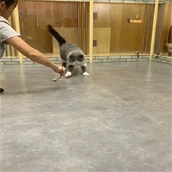 fluffygif:  club_of_cats  on ig