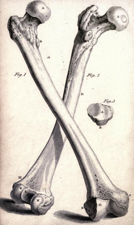 biomedicalephemera:Fig 1: Front side of Os Femoris (the femur bone)Fig 2: Back side of Os FemorisFig
