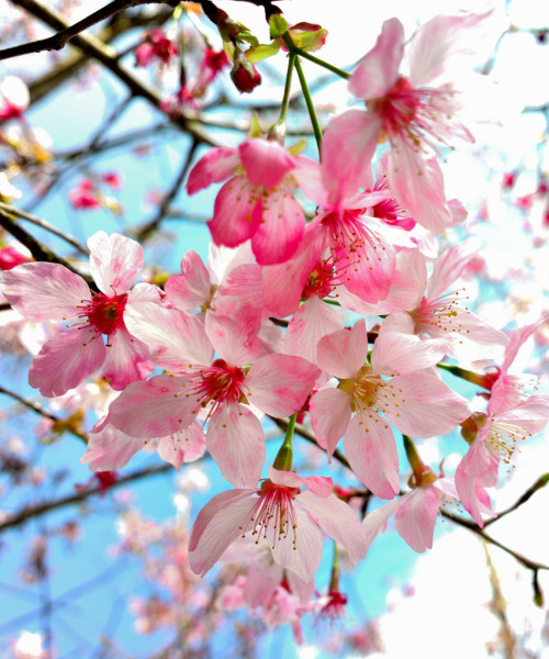 boschintegral:Cherry Flower (by Bold Huang)