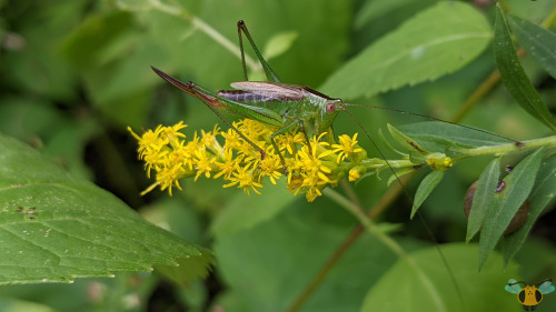 Short-Winged Meadow Katydid - Conocephalus brevipennisWith my field guides and my main literature re