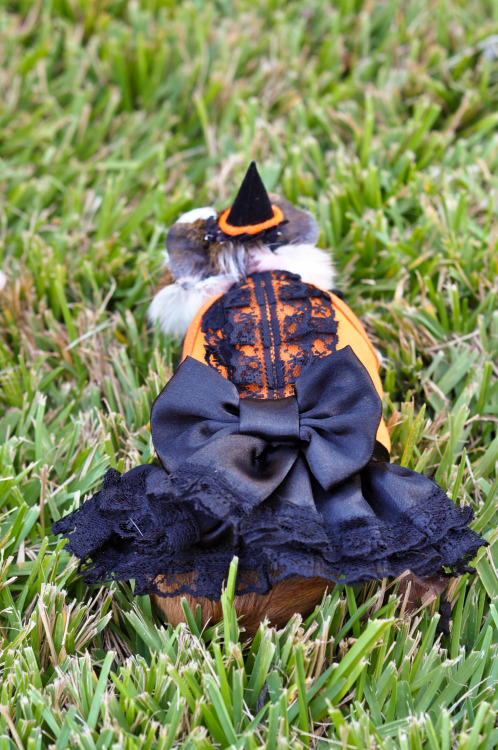 Photo credit: Kelsey. The one wearing our Halloween dress is Nancy, a guinea pig rescued by Austin G