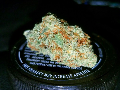 The lovely and beautiful @dabmycutiebooty are smoking on this fire strain called zensation. From a l