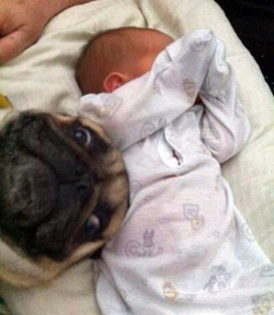 thefunniestpost:   &ldquo;Selfie with my new human.&rdquo; #nofilter #nomakeup #puglife [via]                                   