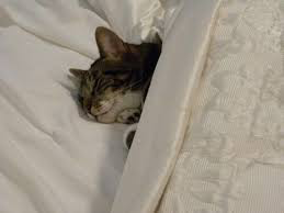 wilkodyke:  in this world it’s sleeb or be sleeben 