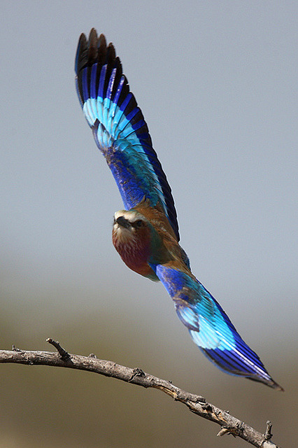 flowerling:  lilac breasted roller approaching | michaelrosenbaum