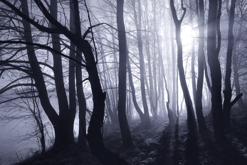 The Dark Forest I &copy; Kilian Schönberger Facebook Kilian Schoenberger Photography Websit