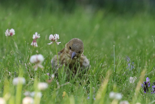 A young greenfinch/grönfink discovering a whole new world.