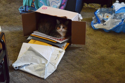 scalestails:She knocked over a box of recyclables and loafed in it.